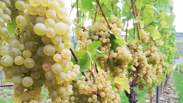 Dégustation de vins haut de gamme chez Stairs n' Roses