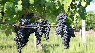 Degustazione di vini e tour presso Humar Vini