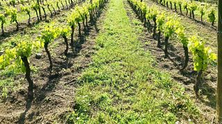 Basilicata’s Finest: Titolo Wine & Vulture Views