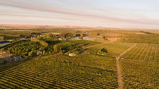 Olivedale Vineyards