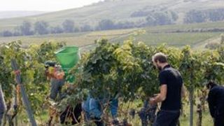 Weinprobe & lokale Snacks im Weingut Kruppenbacher