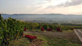 Oltenia Wine Escape at Catleya Estate