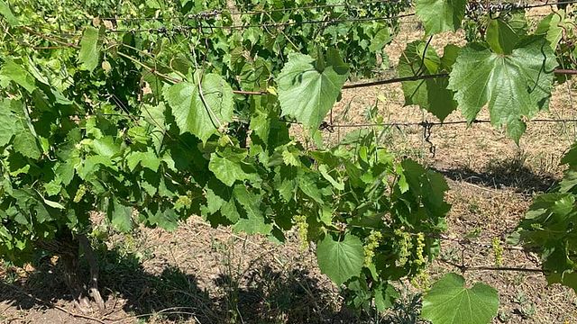 Explore Basilicata’s Aglianico Legacy at Il Passo