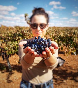 Bodegas Alcardet