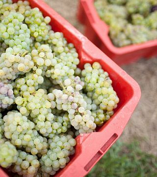 Dégustation de vins et visite de la cave Jagunić