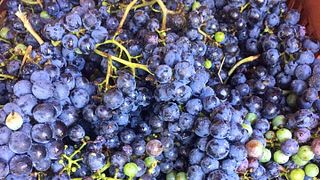 Degustazione di vini e tour presso la famiglia Georgas