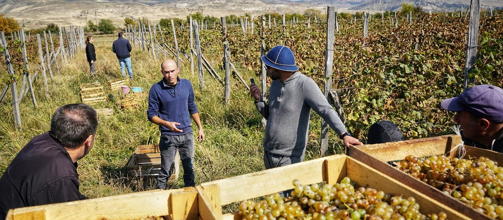 Load-grapes-3-Ateni