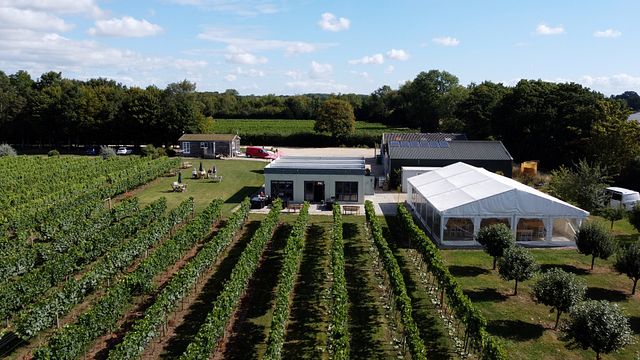 Visita guidata ai vigneti e degustazione di vini