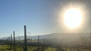 Tuscan Vineyard & Cellar Feast