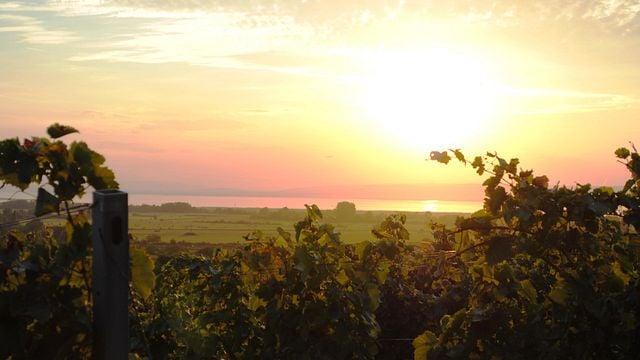 Dégustation de vins et visite au Weingut Karin Habersack