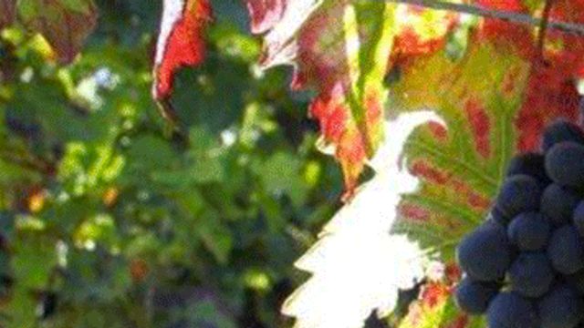 Weinprobe und Führung im Weingut Jens Christmann