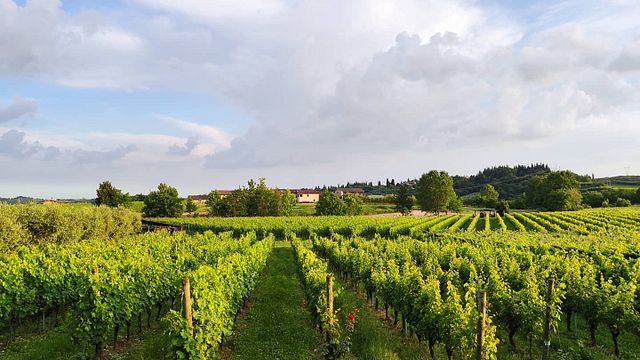 Weinprobe und Tour im Il Pignetto
