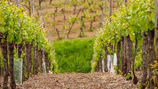 Descoberta do vinho Vouvray: visita ao vinhedo e viagem de degustação saindo de Tours