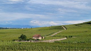 Degustação de vinhos biodinâmicos e tour na Etienne Simonis