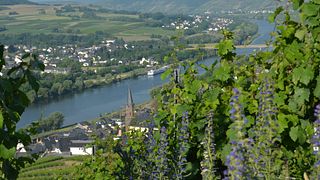 Dégustation de vins et visite du Weingut Gindorf