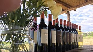 Degustazione di vini e tour alla Bodega Alpamanta