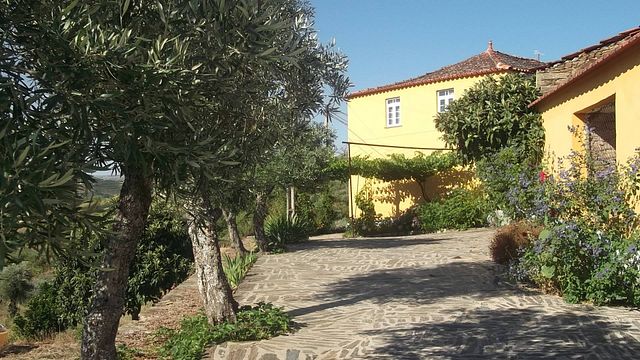 Historic Douro Wine & Olive Tasting at Quinta da Furada
