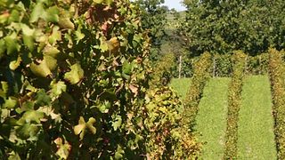 Vinprovning och rundtur på Broccardo