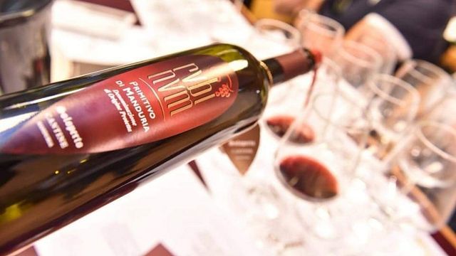 Puglia Wine & Vineyard Journey at Soloperto Vini