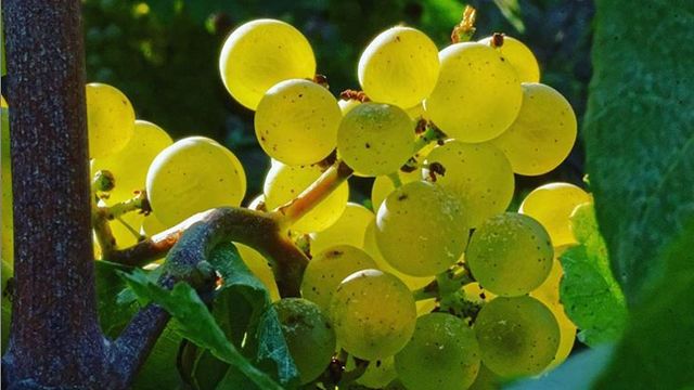 Degustazione e tour di champagne allo Champagne Gisèle Devavry
