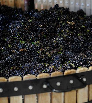Garten-Champagner-Verkostung im Marne-Tal