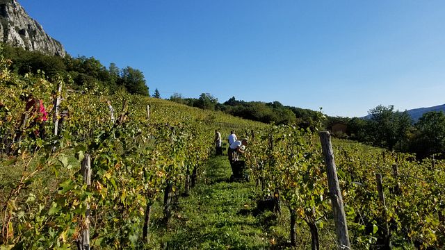 Vina Poljšak Winery