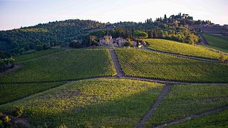 Cata de vinos "inteligente" | Cafaggio