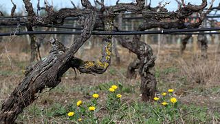 Weintour und Weinprobe bei ASL Tomé