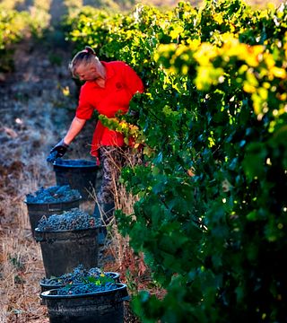 Degustazione di vini e tour a Quinta Da Ribeirinha