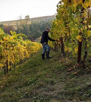 Mèttola Winery