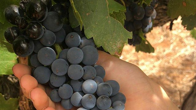 Claymore Wines: A Unique Blend of Wine, Music, and Football