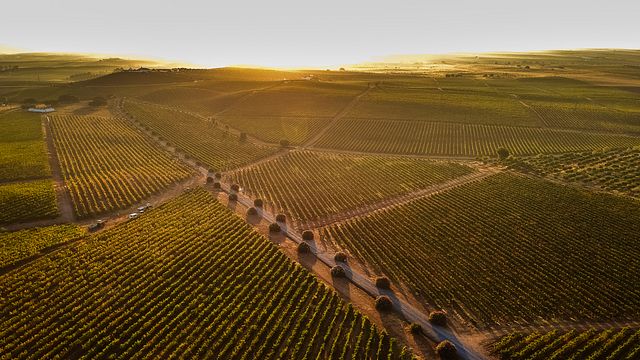 Alentejo Vineyards & Vistas at Herdade Grande
