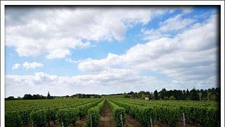 Expériences au Earl Domaine Nicolas Brunet