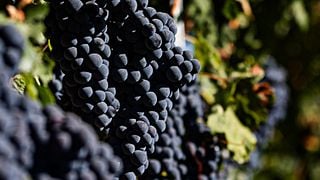 Dégustation de vins à Bodegas Carramimbre