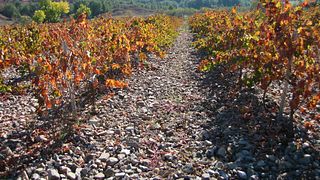 Bodegas Y Viñedos Del Jalón