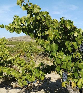 Cata y visita de vinos populares en Bodegas Tritium