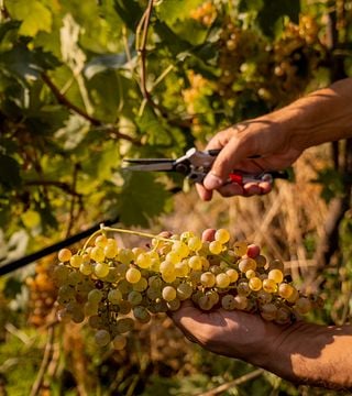 Soave- und Valpolicella-Weinprobe in der Cantina del Castello