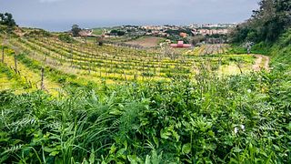 Le Casematte Winery