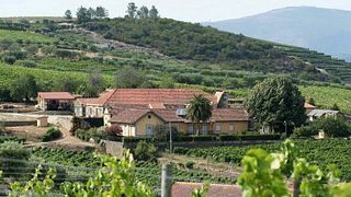 Exclusive Douro Wine Tasting & Gourmet Pairings at Quinta