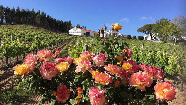 Degustação de vinhos e visita à Quinta Da Vassala