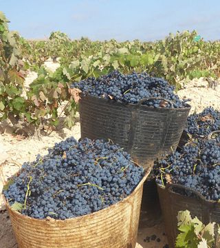 Vinprovning och rundtur på Bodega Campos De Dulcinea
