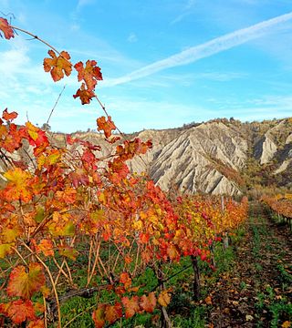 Visita e Degustazione del nostro vino biologico con prodotti locali Presso la Società Agricola Bulzaga