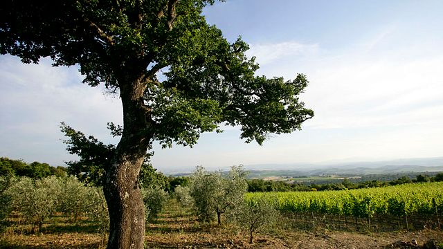 Dégustation de vins et visite de la cave Querce Bettiina