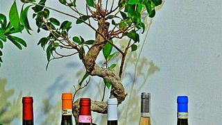 Degustação de vinhos e passeio em Colli Di Castelfranci