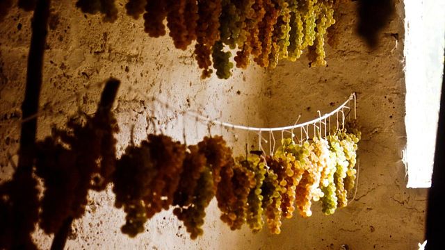 Degustazione di vini classici e visita alla Tenuta Valdipiatta