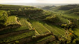 GRAZIANO PRA' azienda agricola