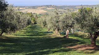 Azienda Agricola Toscani