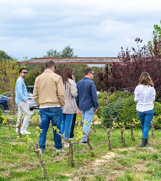 Picnic gourmet e degustazione di vini tra le vigne