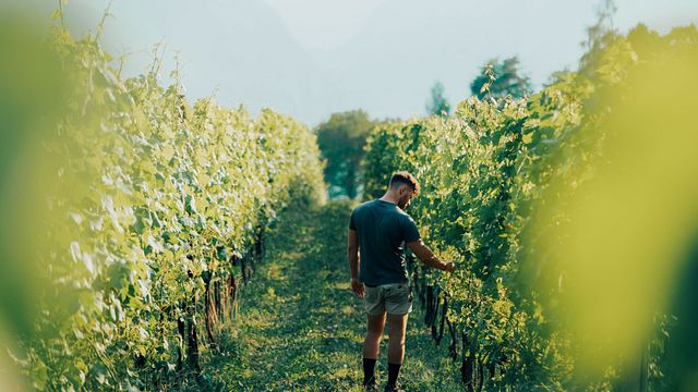 Salurnis Winery