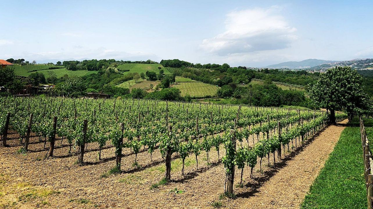 Wine Full Immersion